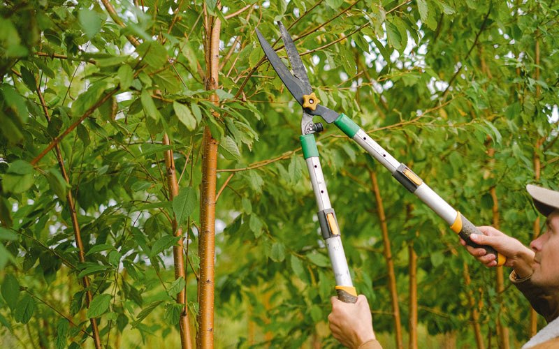Tree trimming in Parks, NE